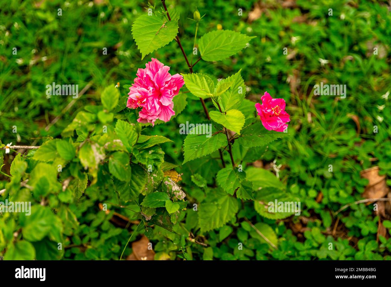 Pink hibiscus flower dew hi-res stock photography and images - Alamy
