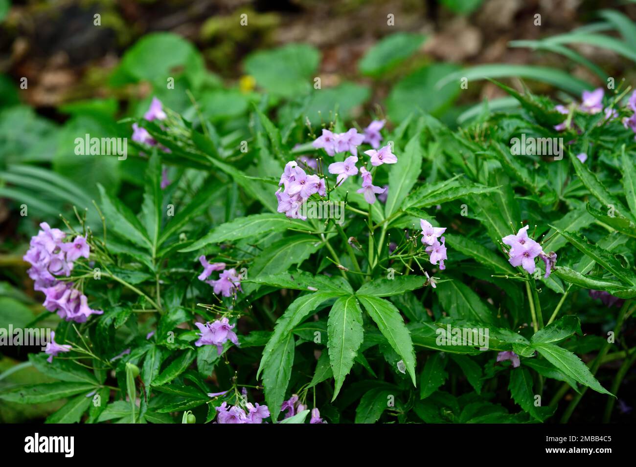 cardamine pentaphylla,lilac flowers,flower,flowers,spring,shade,shaded,shady,wood,woodland,woodland garden,spring in the garden, RM Floral Stock Photo