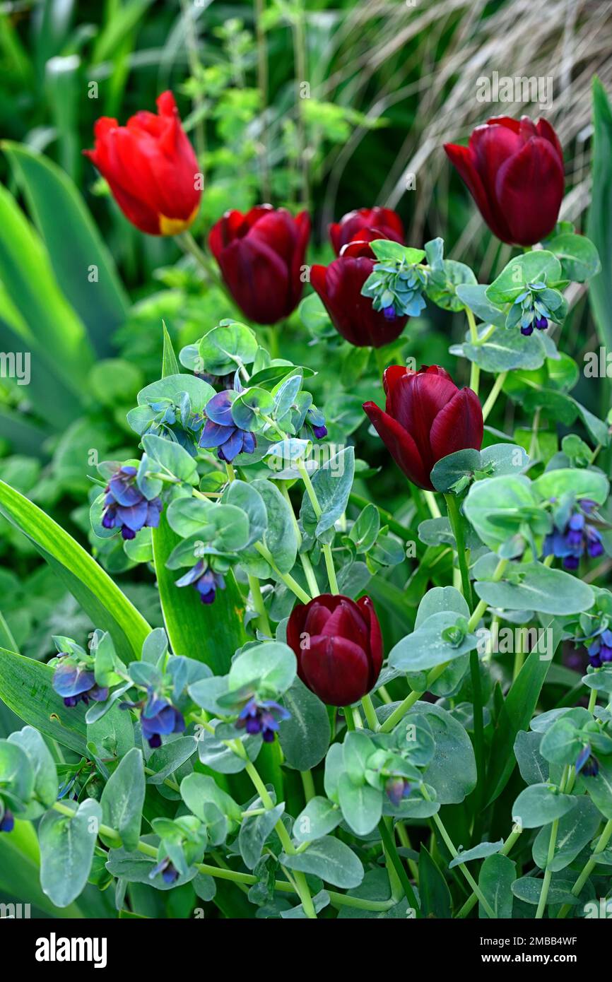 Cerinthe major Purpurascens,wine red tulips,cerinthe and tulips,spring in the garden,annuals and tulips,RM Floral Stock Photo