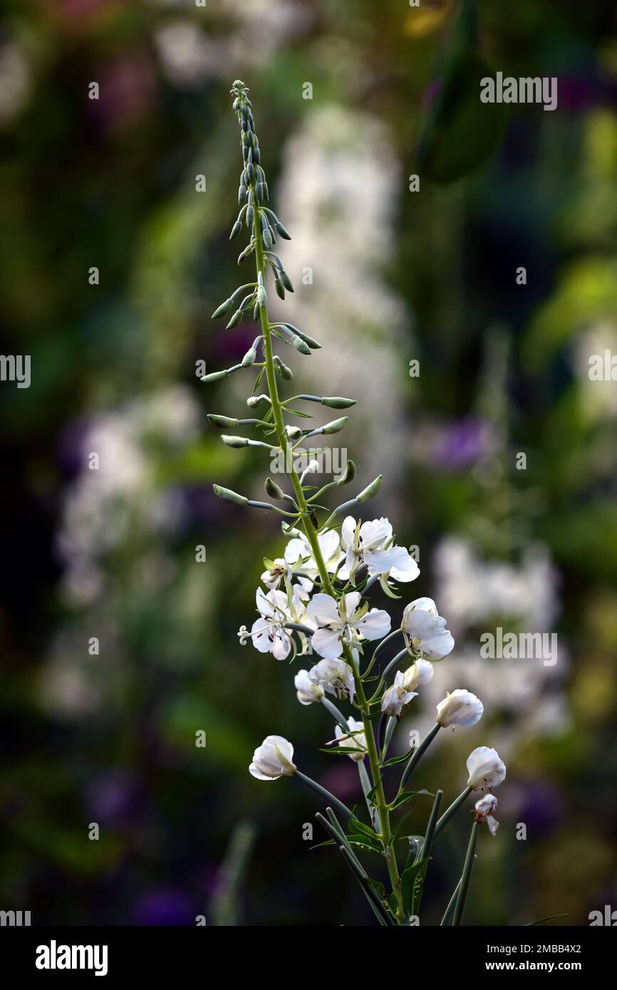 Chamaenerion angustifolium,albino fireweed,rosebay willowherb,Epilobium angustifolium,white flower,bloom,blossom,RM Floral Stock Photo