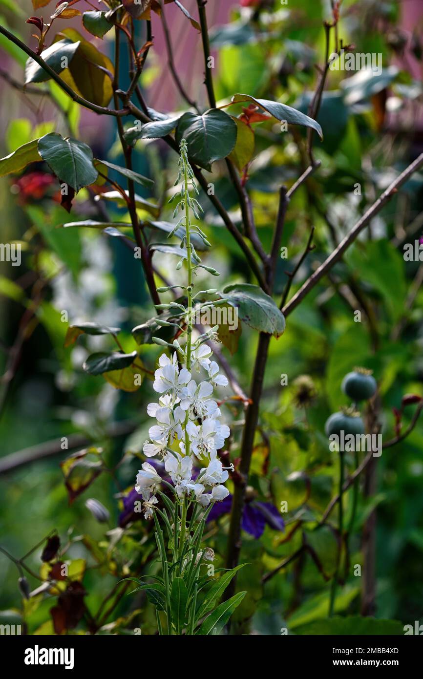 Chamaenerion angustifolium,albino fireweed,rosebay willowherb,Epilobium angustifolium,white flower,bloom,blossom,RM Floral Stock Photo