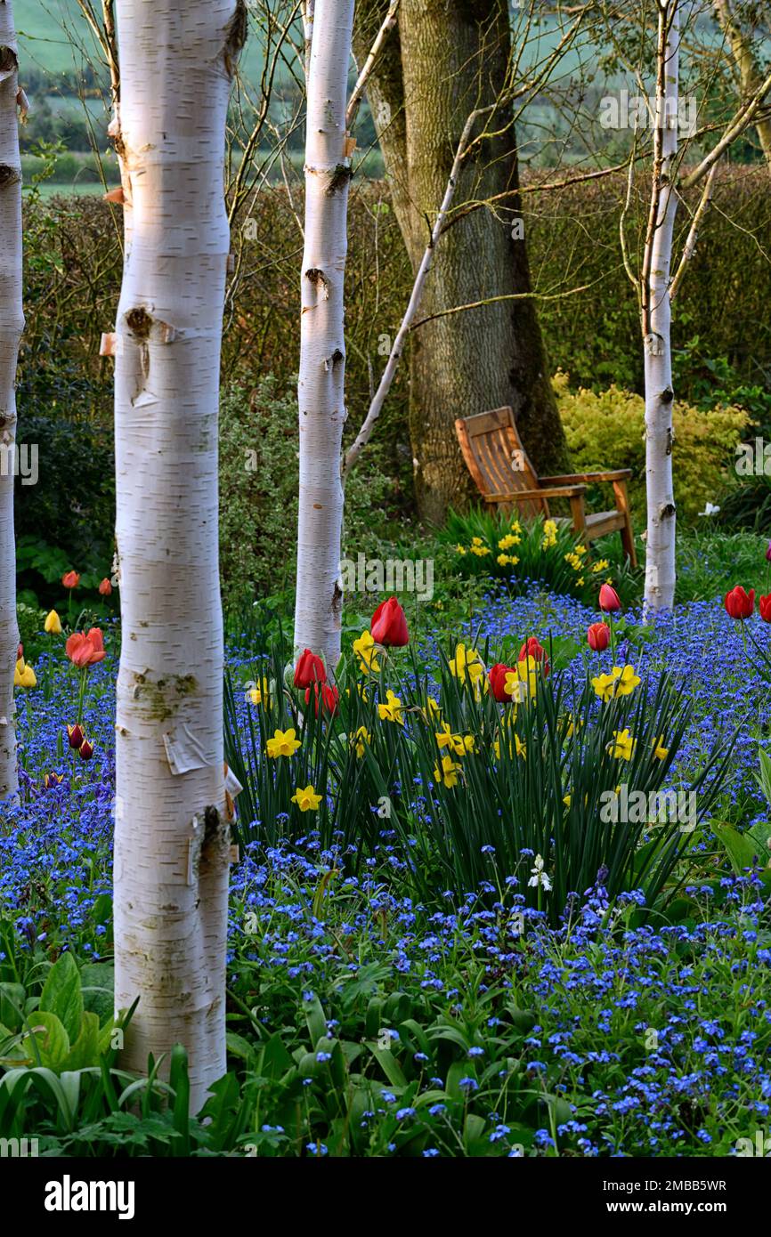 red and yellow tulip apeldoorn growing in a grove of silver birch trees