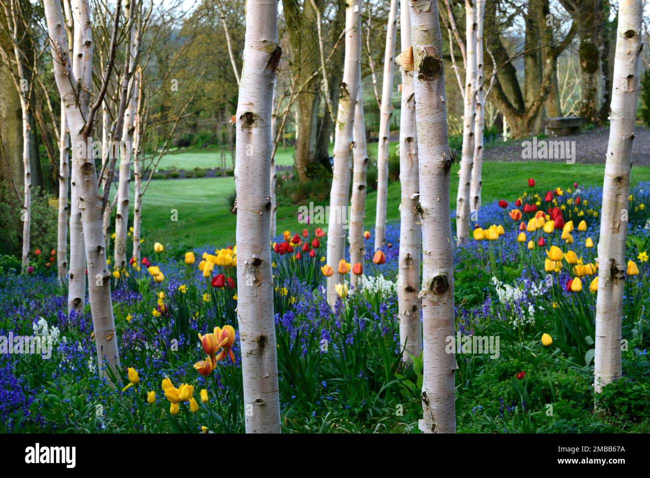 red and yellow tulip apeldoorn growing in a grove of silver birch trees ...