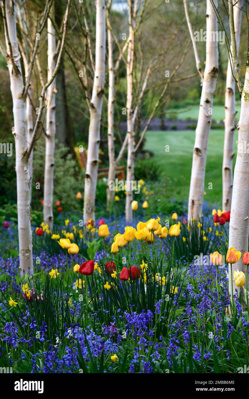 red and yellow tulip apeldoorn growing in a grove of silver birch trees ...
