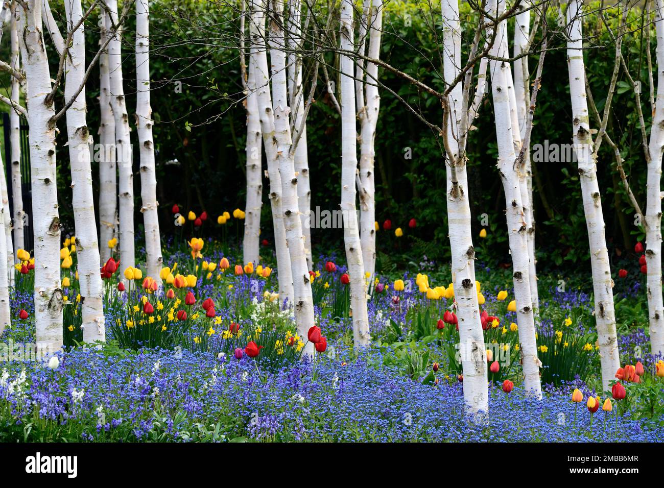red and yellow tulip apeldoorn growing in a grove of silver birch trees ...