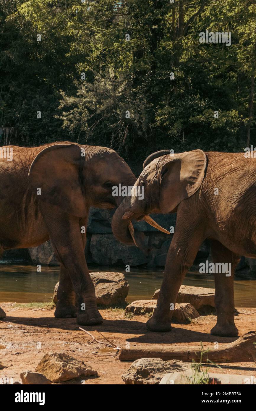 A vertical shot of two elephants intertwining their trunks by a river Stock Photo