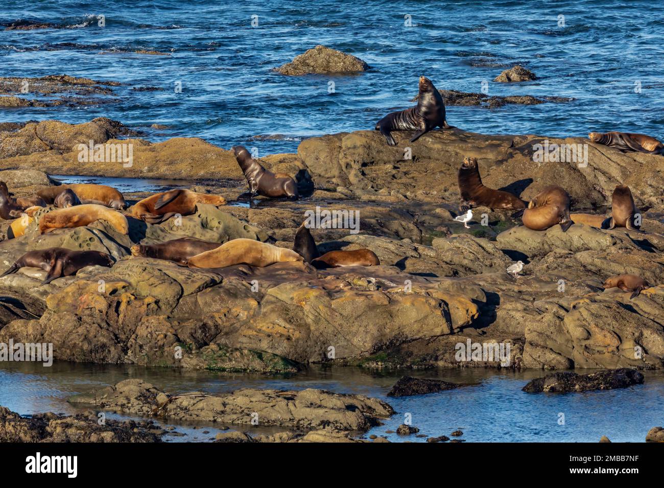 Haulout of California and Steller Sea Lions, and Northern Elephant Seals, Shell Island area of Cape Arago State Park on the Oregon Coast, USA Stock Photo