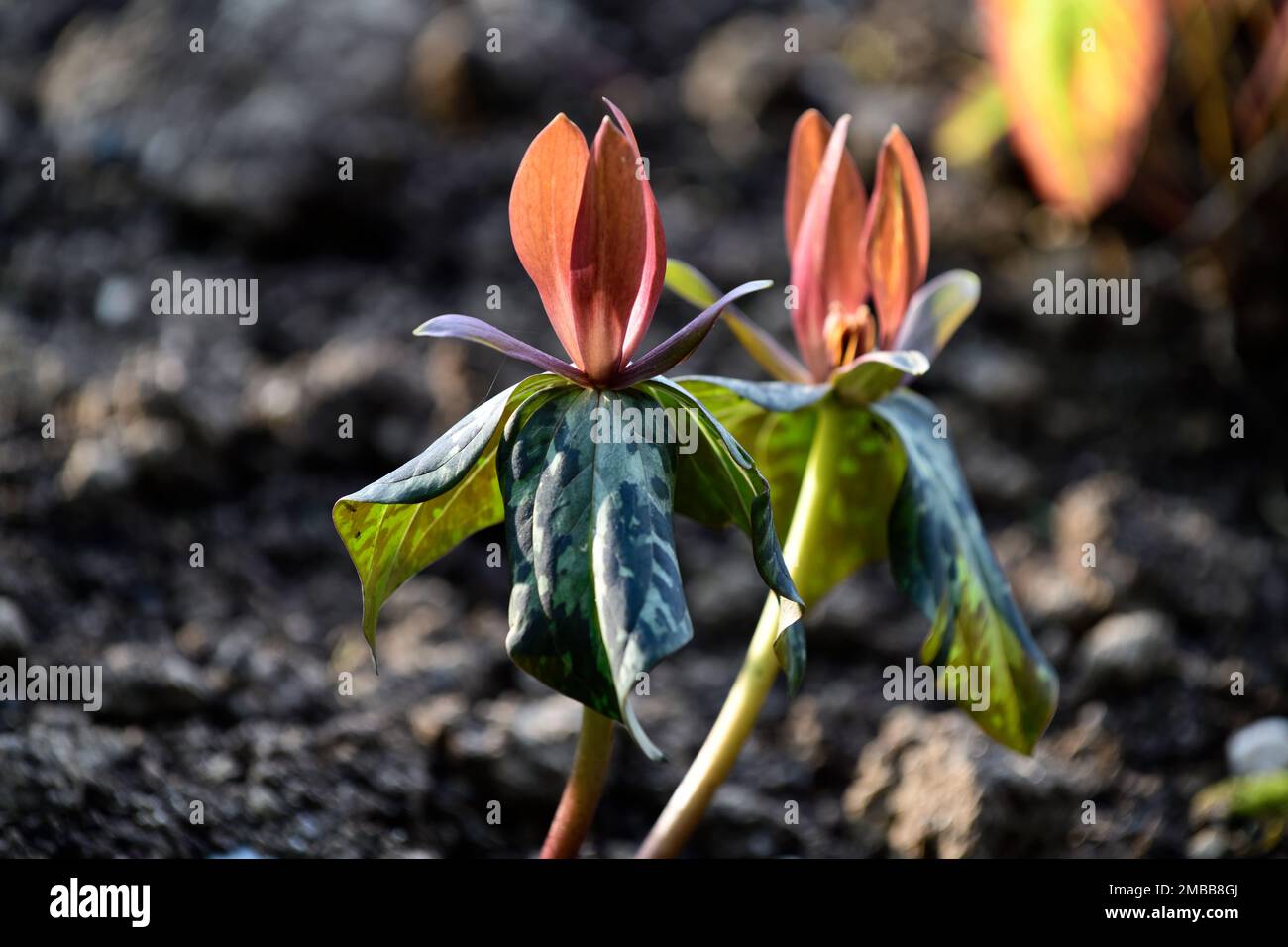 Trillium cuneatum,sweet betsy,whip-poor-will flower,large toadshade,purple toadshade,bloody butcher,bronze red flowers,wood,woodland,shade,shady,shade Stock Photo