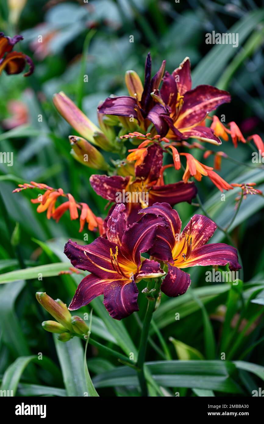 Hemerocallus,Daylily,Daylillies,wine red flowers,orange throat,flower,flowers,garden,mixed planting scheme.mixed herbaceous border,RM Floral Stock Photo