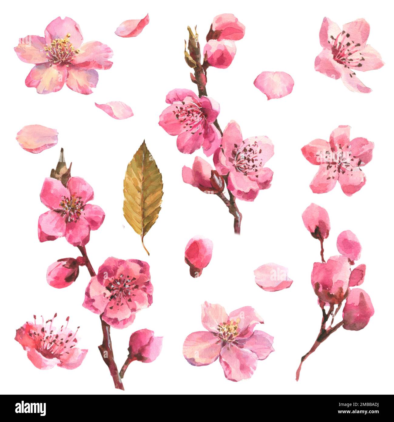 Watercolor branch blossom sakura, pink cherry tree, flowers set ...