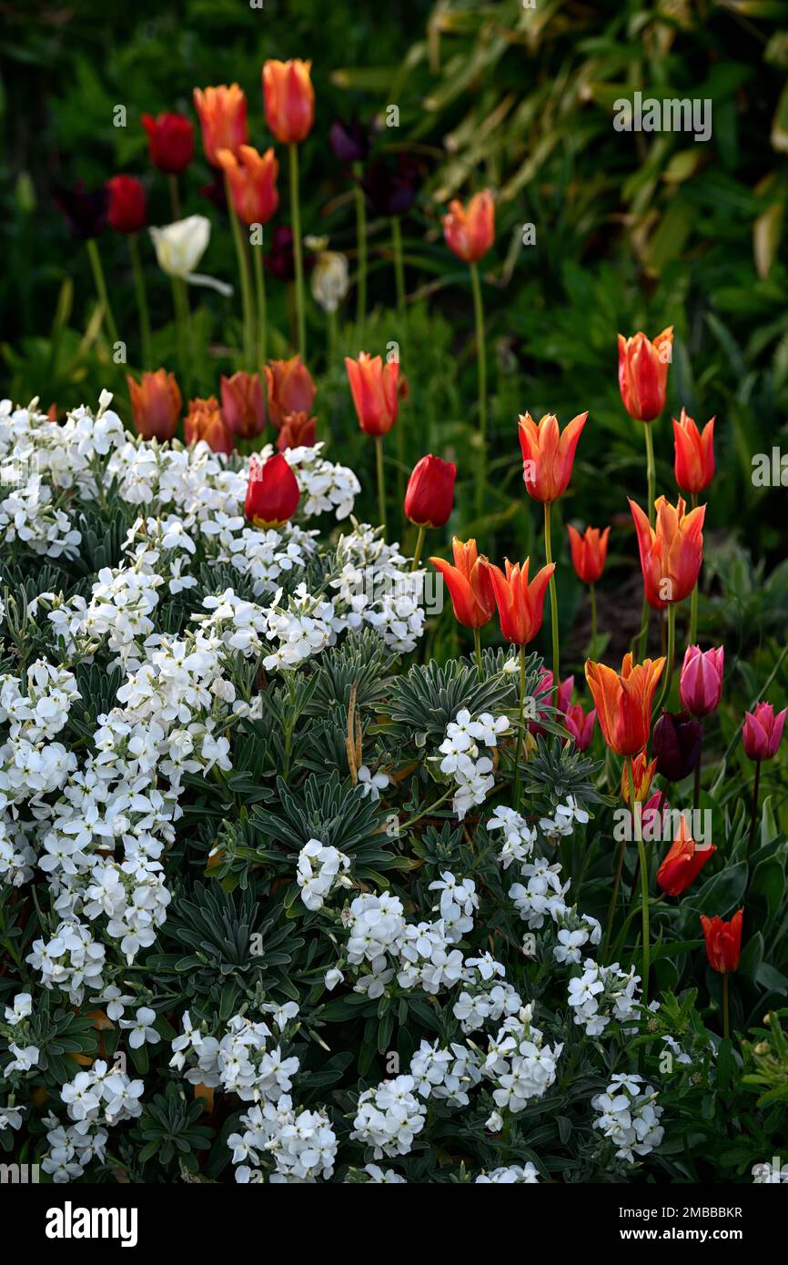 tulip ballerina,tulipa ballerina,erysimum cheiri white,Cheiranthus cheiri,white wallflowers and orange tulips,wallflowers and tulips,orange tulips,ora Stock Photo