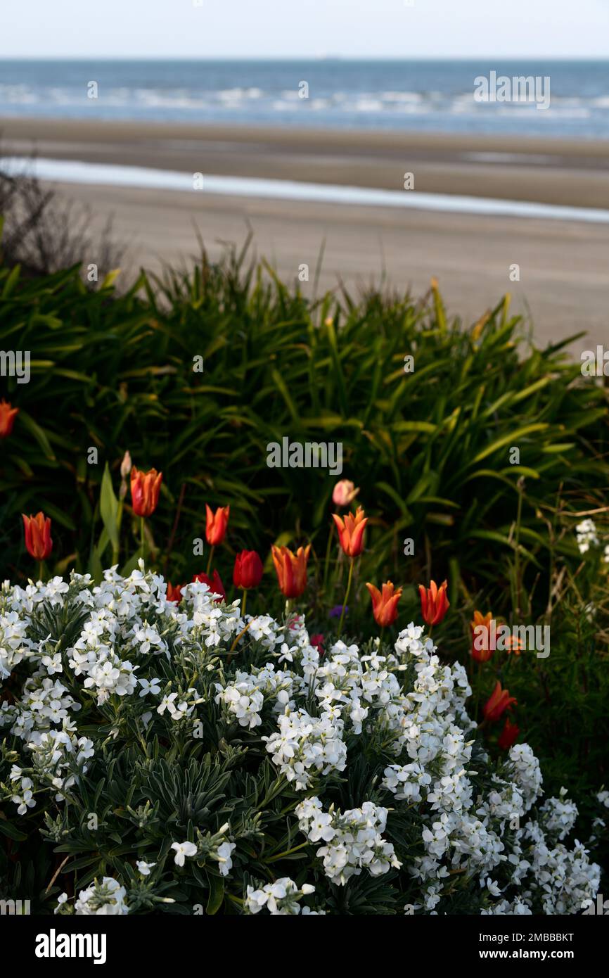 tulip ballerina,tulipa ballerina,erysimum cheiri white,Cheiranthus cheiri,white wallflowers and orange tulips,wallflowers and tulips,orange tulips,ora Stock Photo