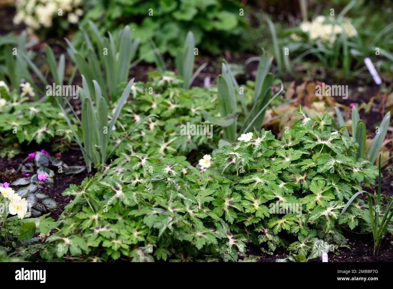 Geranium phaeum Lisa,green purple blotched leaf,leaves,foliage,mat of foliage,foliage mat,carpet of foliage,spring,garden,gardens,RM Floral Stock Photo
