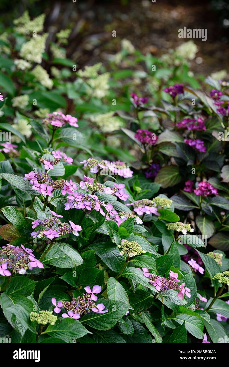 Hydrangea macrophylla,lacecap hydrangea,pink,flower,flowers ...