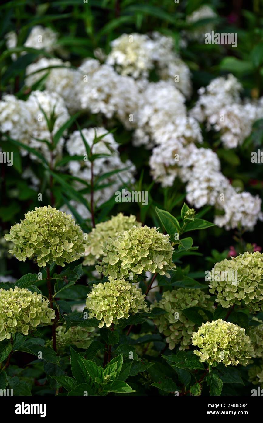 Hydrangea paniculata little lime,lime green ,flower,flowers