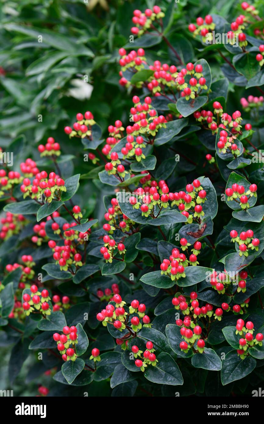Hypericum miracle series,red Johns Wort,medicinal plant, shrubs, dark green glossy leaves,dark green foliage,RM Stock Photo -