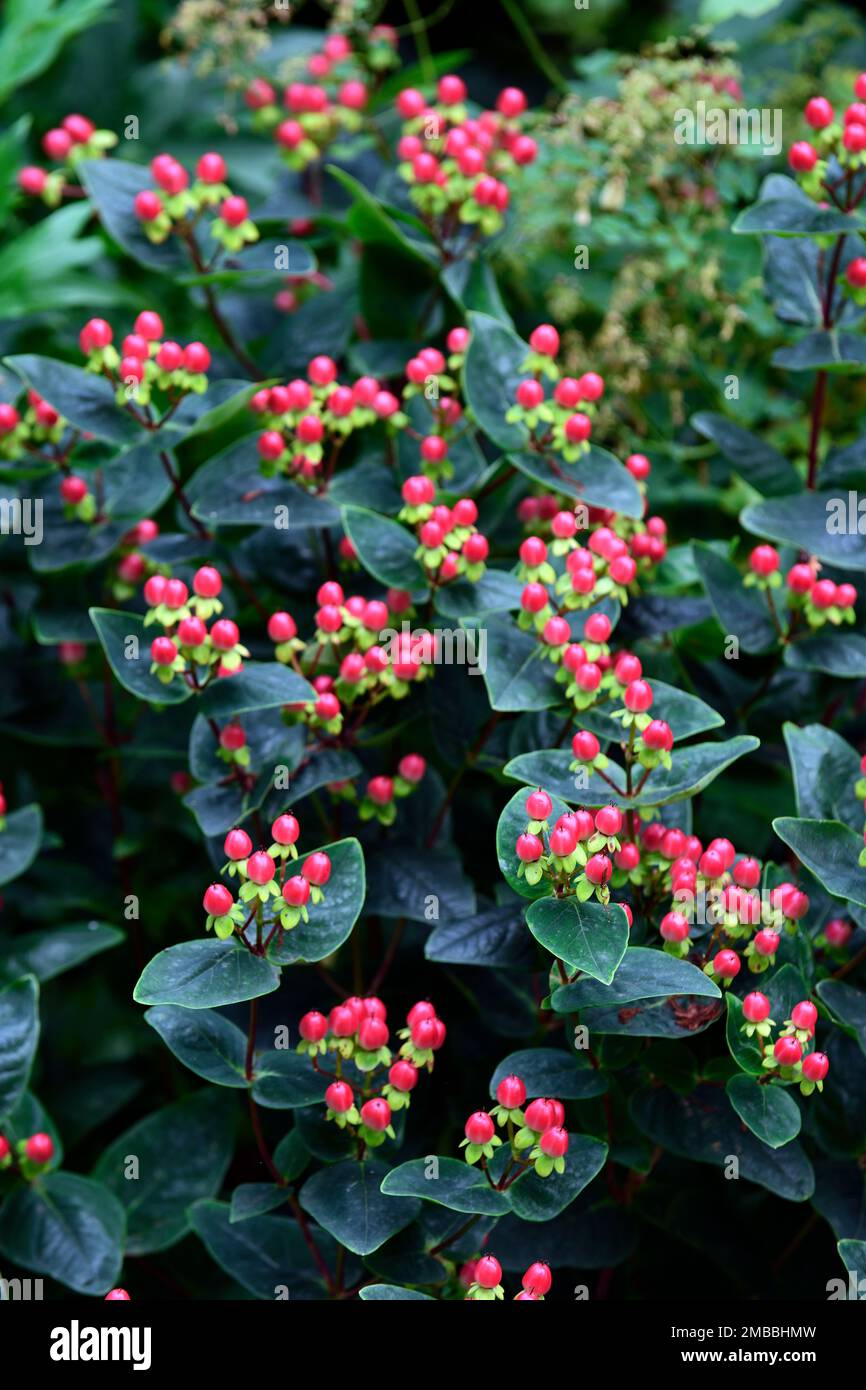 Hypericum miracle series,red berries,St Johns Wort,medicinal plant, shrub, shrubs, dark green glossy leaves,dark green foliage,RM Floral Stock Photo