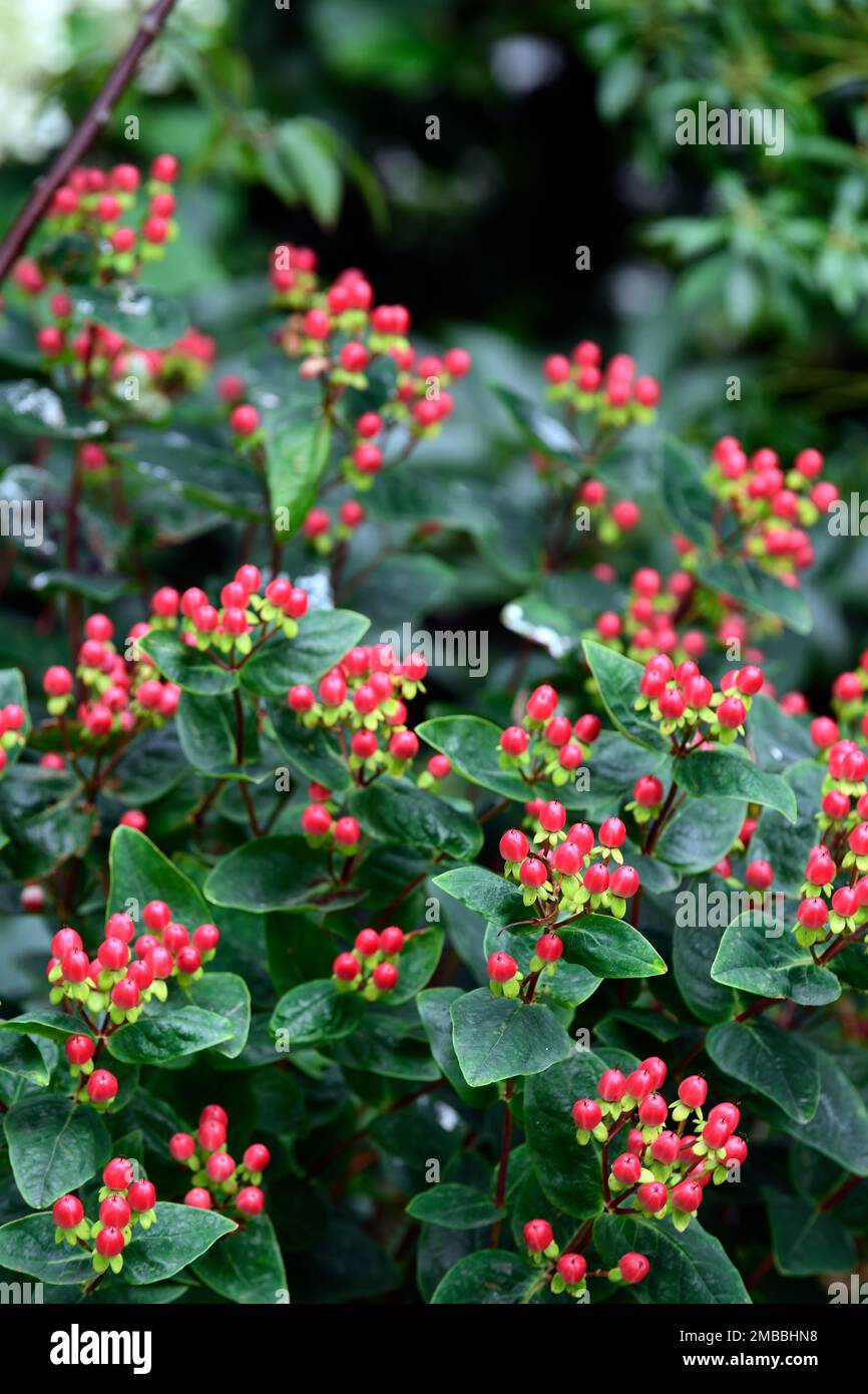 Hypericum miracle series,red berries,St Johns Wort,medicinal plant, shrub, shrubs, dark green glossy leaves,dark green foliage,RM Floral Stock Photo