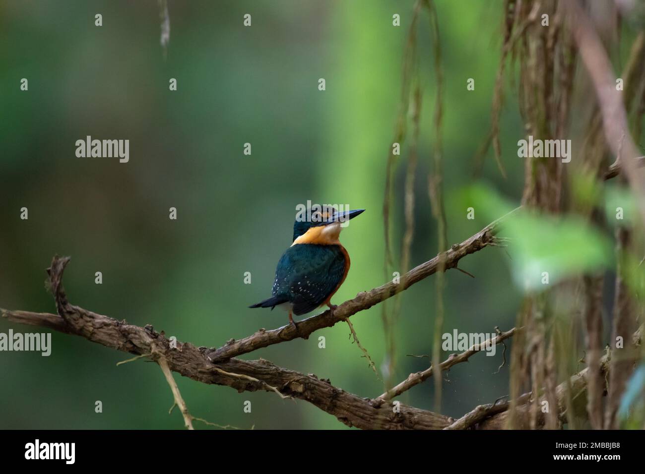 Small American Pygmy Kingfisher bird perched on a branch near some vines in the dense jungle. Stock Photo