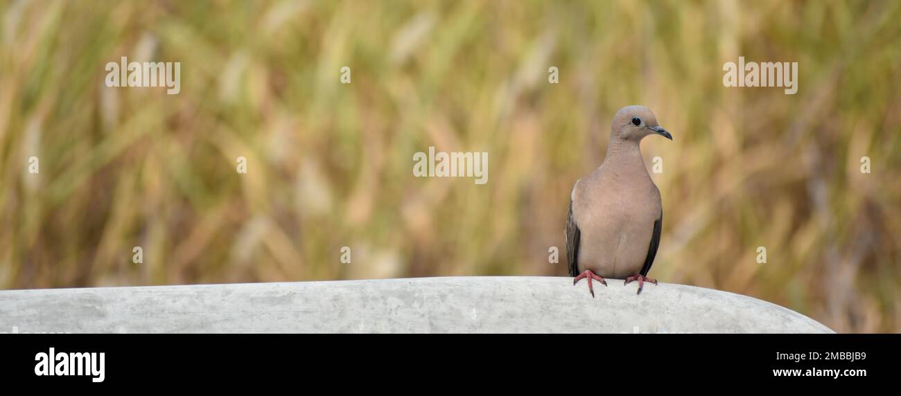 cute eared dove (Zenaida auriculata) with copyspace Stock Photo
