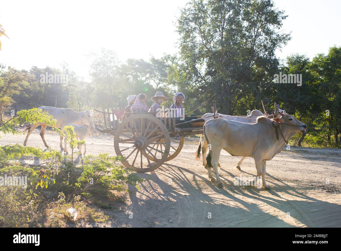 Oxen Pulling Cart in Rural Myanmar - Central Myanmar Stock Photo