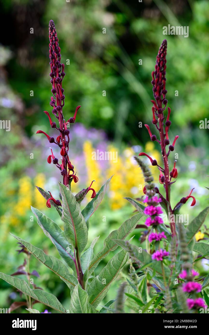 lobelia tupa devil's tobacco Lobelia tupa,Devil's tobacco  flower,red,flowers,flowering,spike,spire,tall,perennial,garden,gardens,RM  Floral Stock Photo