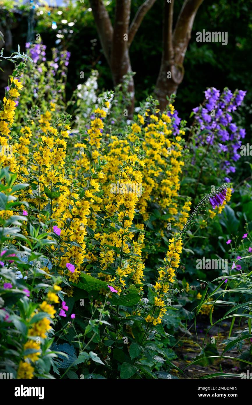 lysimachia punctata,perennial,yellow flowers,bloom,blossom, raceme,racemes,flower spike,loosestrife,mixed planting scheme,.mixed herbaceous border,cot Stock Photo