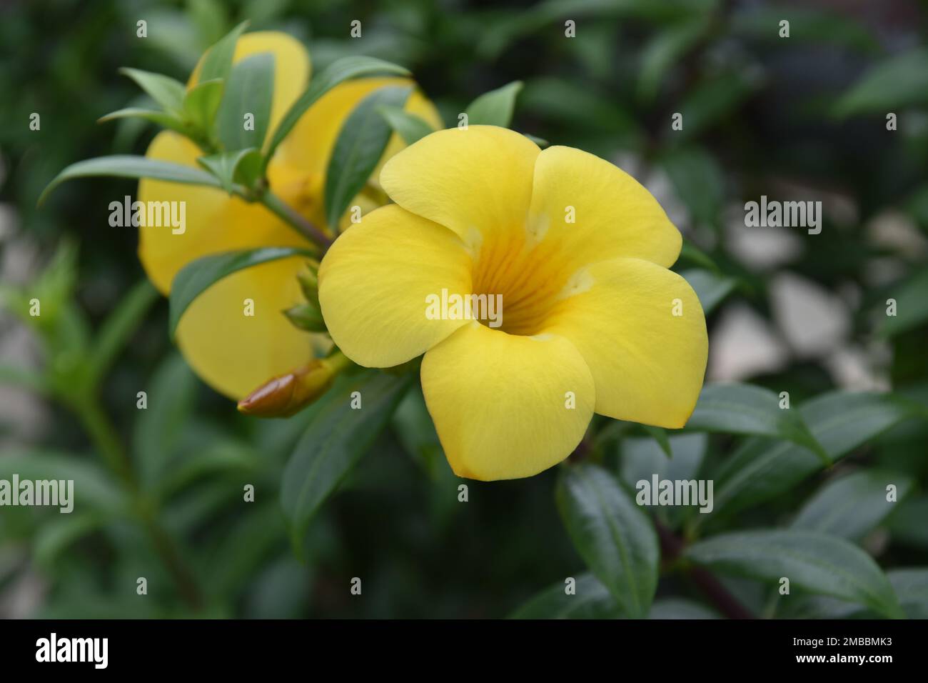 Yellow allamanda cathartica, usually called the golden trumpet, Yellow allamanda has a very strong and extensive root system and requires persistent Stock Photo