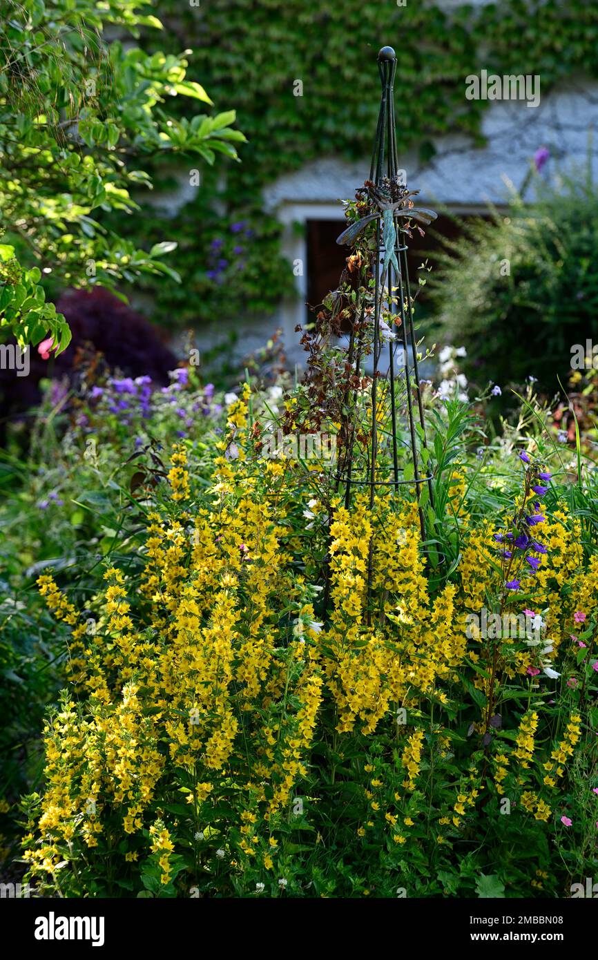 lysimachia punctata,perennial,yellow flowers,bloom,blossom, raceme,racemes,flower spike,loosestrife,mixed planting scheme,.mixed herbaceous border,cot Stock Photo