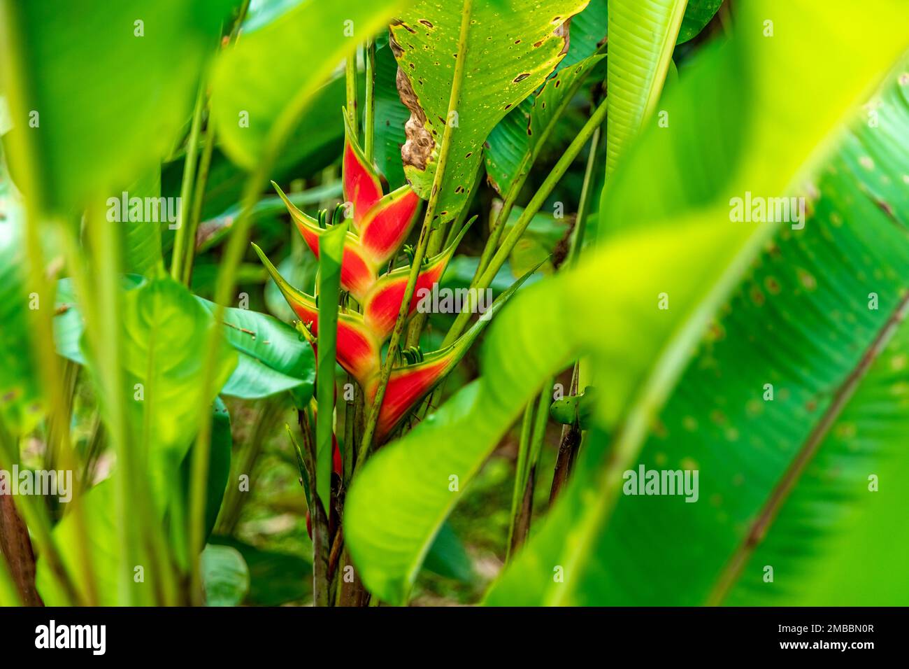 heliconia flower in tropical forest Stock Photo