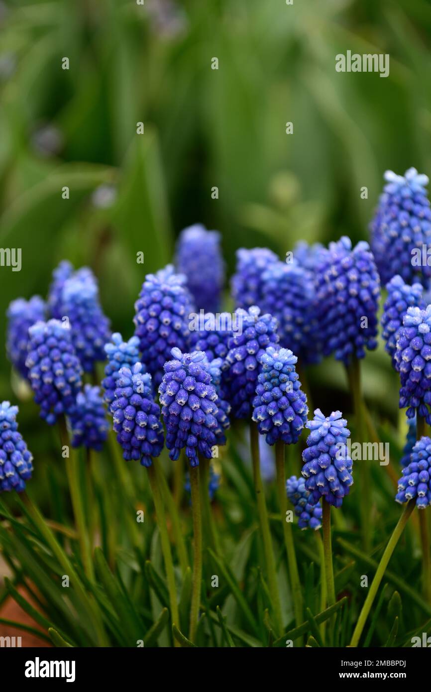 Muscari aucheri Blue Magic,blue grape hyacinth,blue flowers,spring,spring flowers,garden in the spring,RM Floral Stock Photo