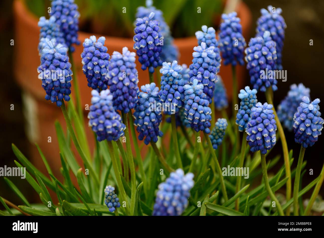 Muscari aucheri Blue Magic,blue grape hyacinth,blue flowers,spring,spring flowers,garden in the spring,RM Floral Stock Photo