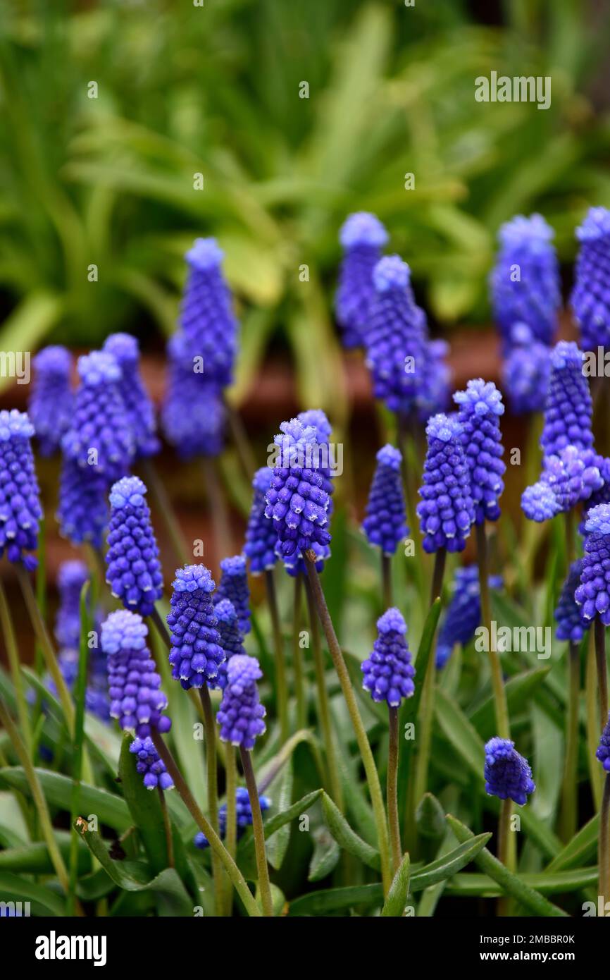 Superstar blue shop flower