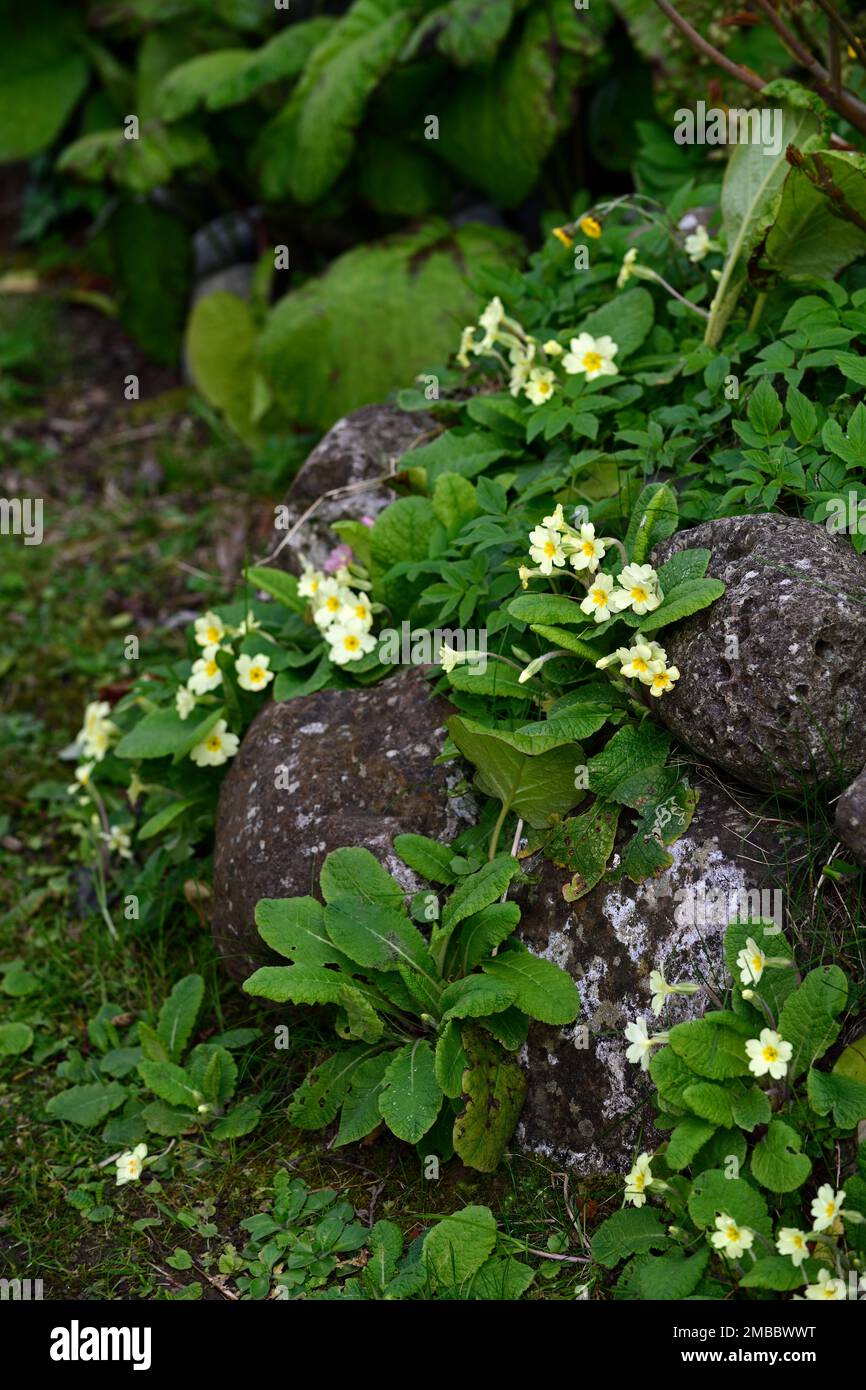 Primula vulgaris, primula growing in rock crevice,primula growing through rock crevices,primrose,primroses,yellow,cream,flower,flowers,flowering,shade Stock Photo