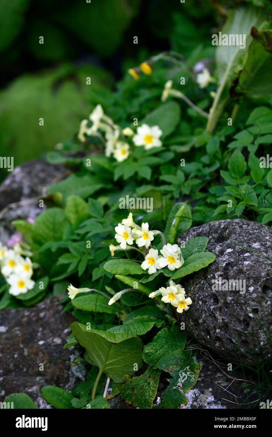 Primula vulgaris, primula growing in rock crevice,primula growing ...