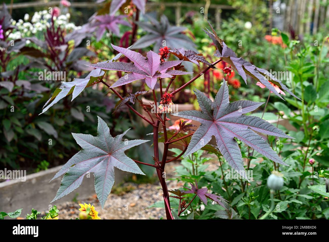 ricinus communis,dark,leaves,foliage,castor oil plant,toxic,poisonous