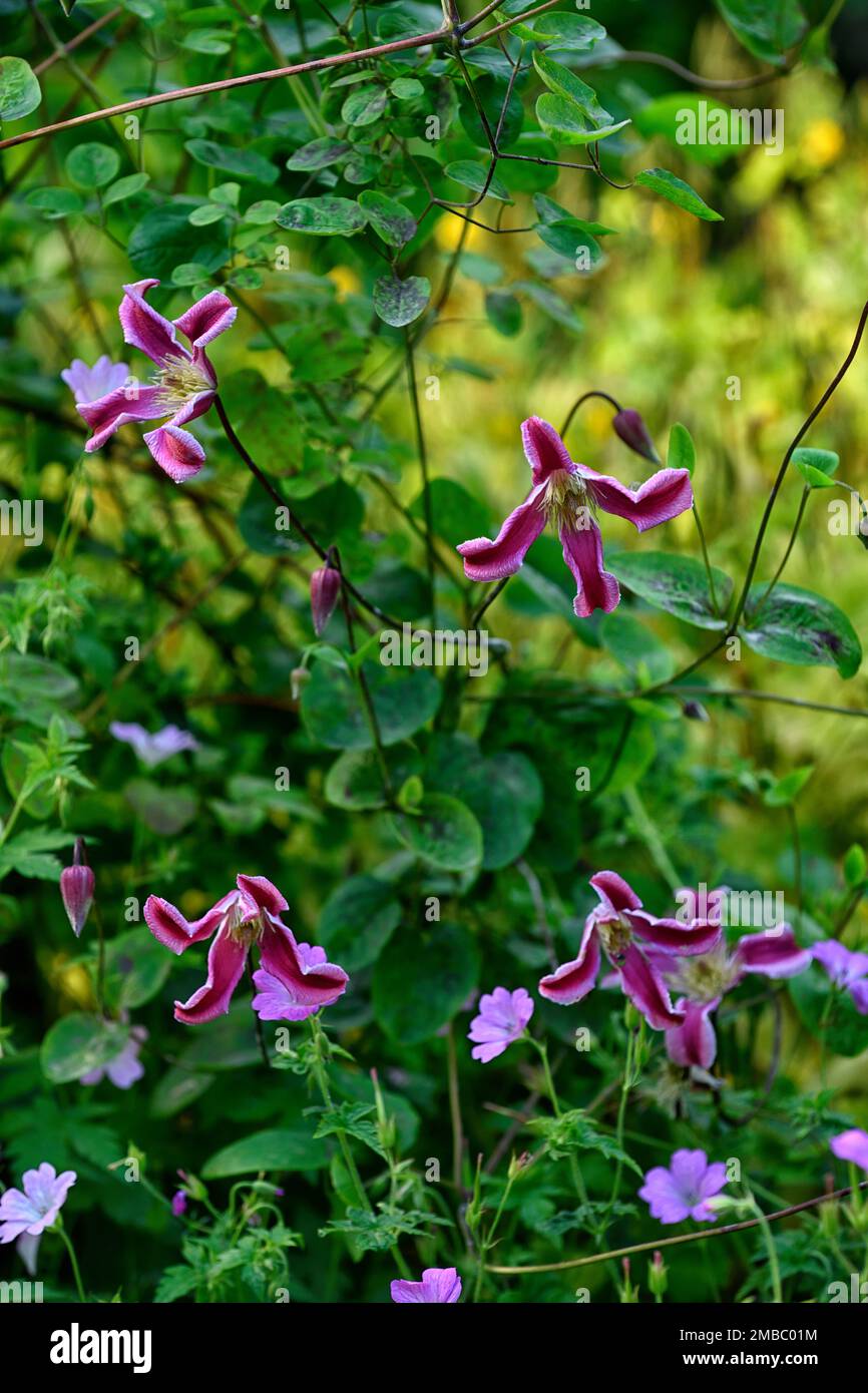 Clematis texensis Princess Diana,bright red pink flowers,climber,climbers,flowers,flower,perennial,summer,mixed planting scheme,RM Floral Stock Photo