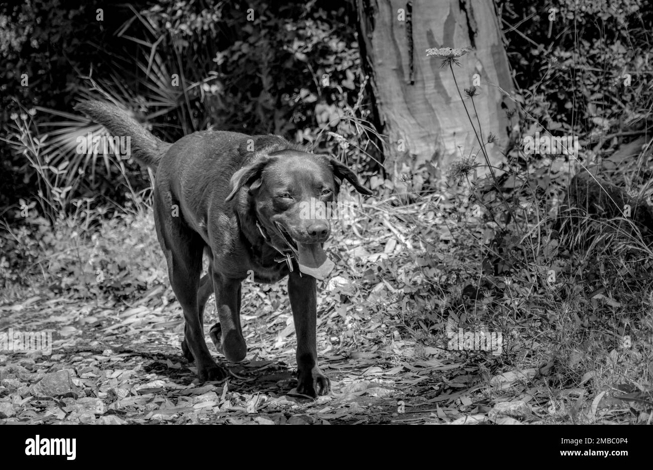 a black and white image of my chocolate Labrador going for a walk in the forest Stock Photo