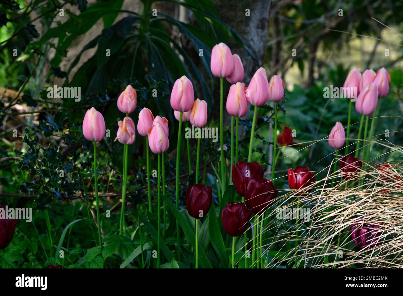 tulip salmon impression,tulipa salmon impression,salmon-apricot flowers,darwin hybrid,spring in the garden,RM Floral Stock Photo