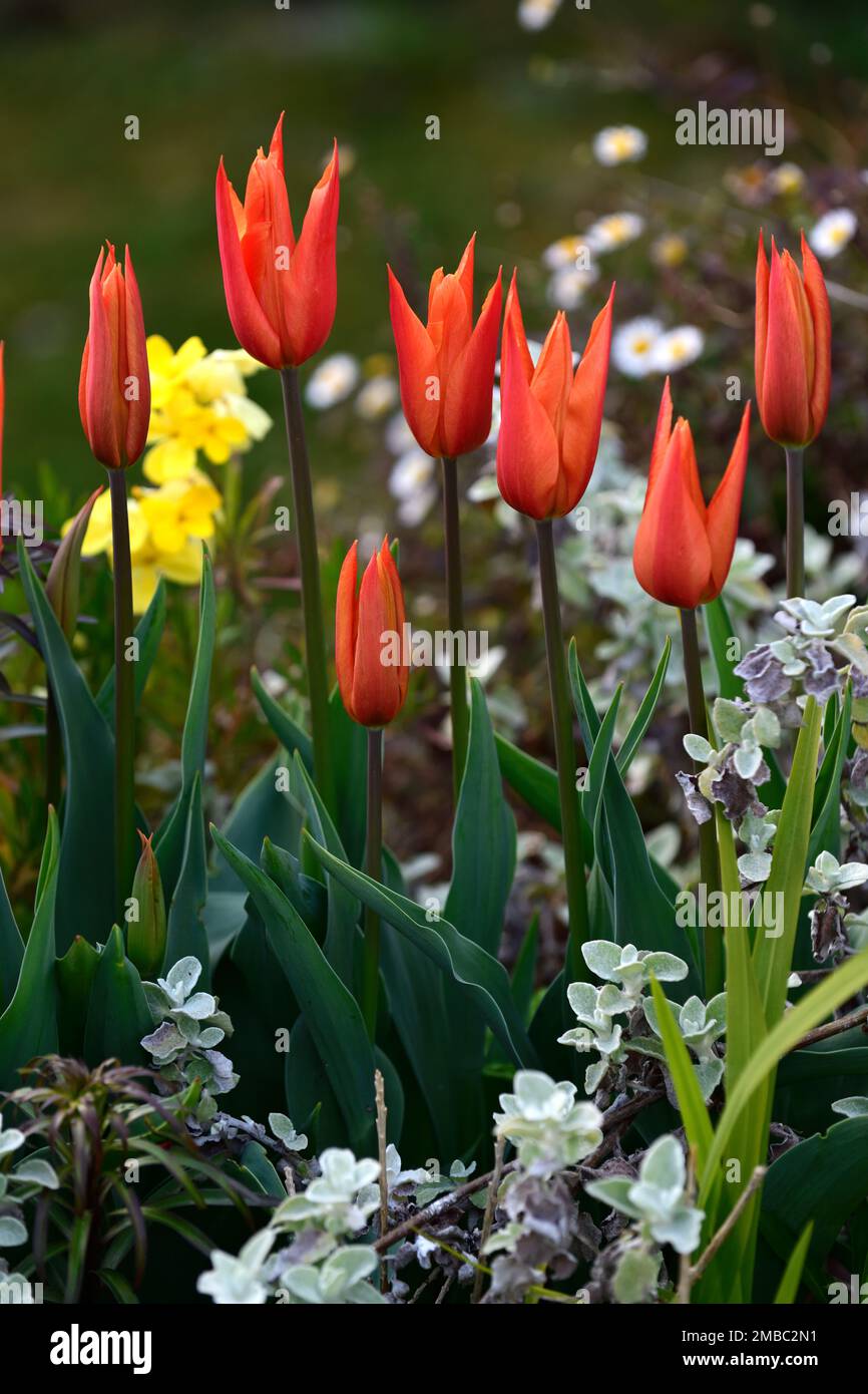 tulip ballerina,tulipa ballerina,erysimum cheiri white,orange tulips,orange tulip flowers,spring in the garden,RM Floral Stock Photo