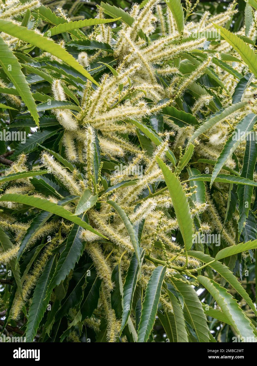 Closeup of Sweet Chestnut tree (Castanea sativa) blossom flowers in