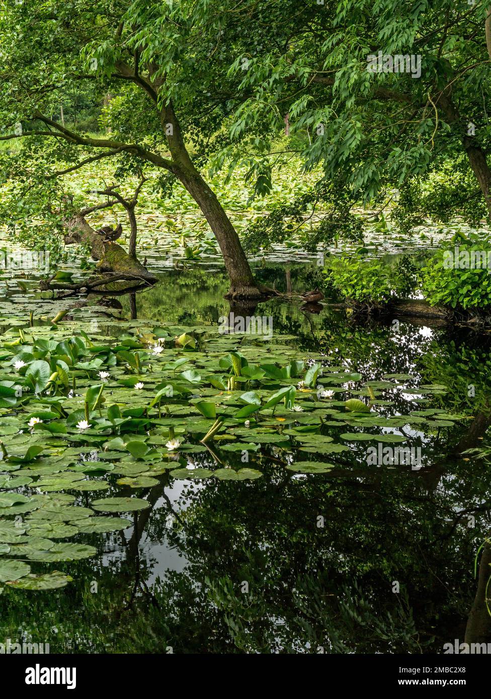 Water lilies and trees overhanging Lake in Belton House Gardens Grantham, Lincolnshire, England, UK Stock Photo