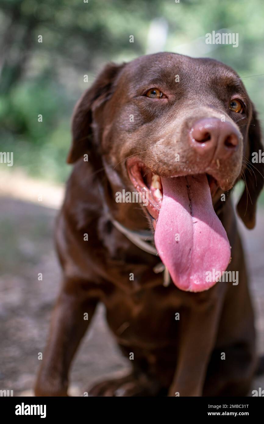 a portrait image of my pet chocolate Labrador with her tongue hanging