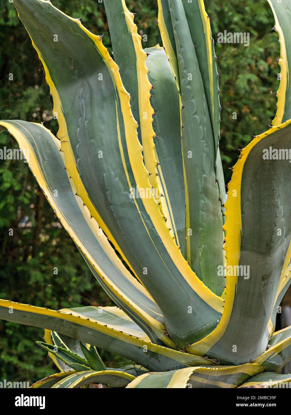 Closeup of Agave Americana Variegata Century succulent Plant Stock Photo