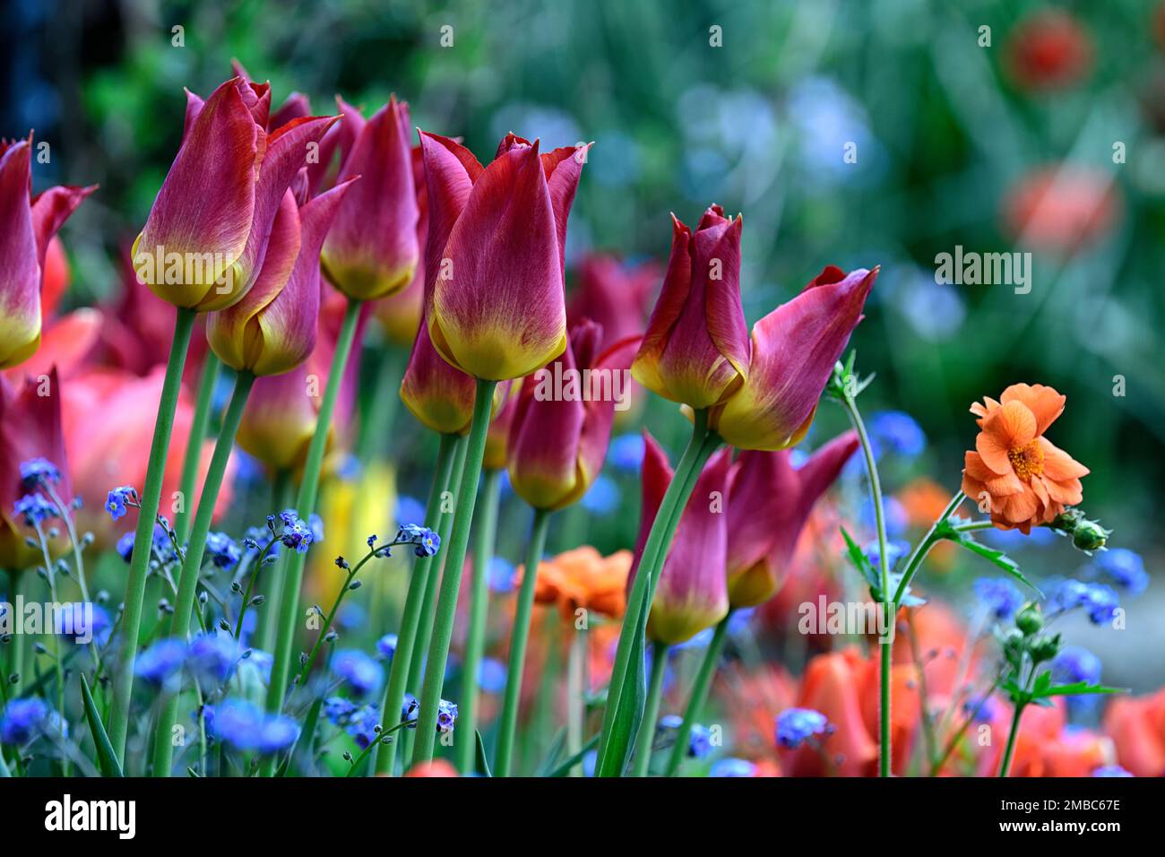 tulipa striking match,tulip striking match,myosotis sylvatica,blue