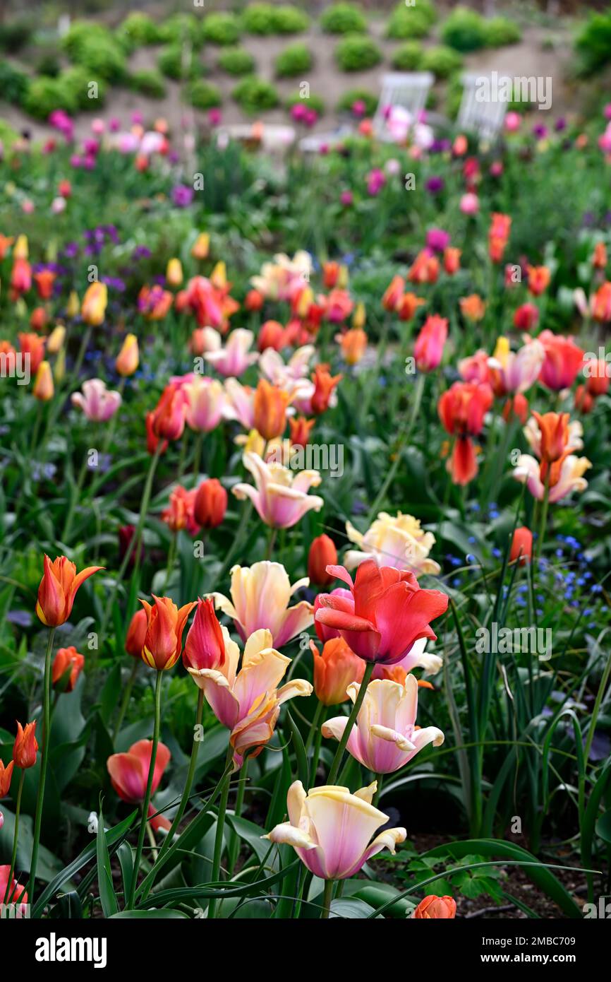 tulipa blushing lady,tulipa ballerina,tulipa pink impression,tulipa