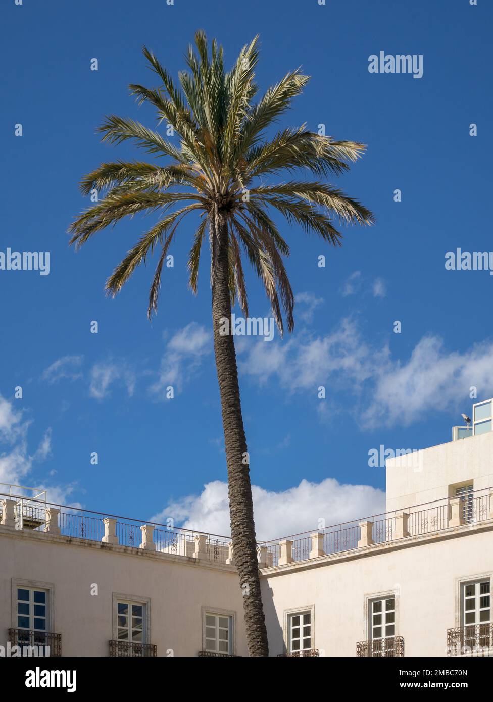 Palm tree on Plaza Vieja Square in Almeria City, Andalusia, Spain Stock Photo