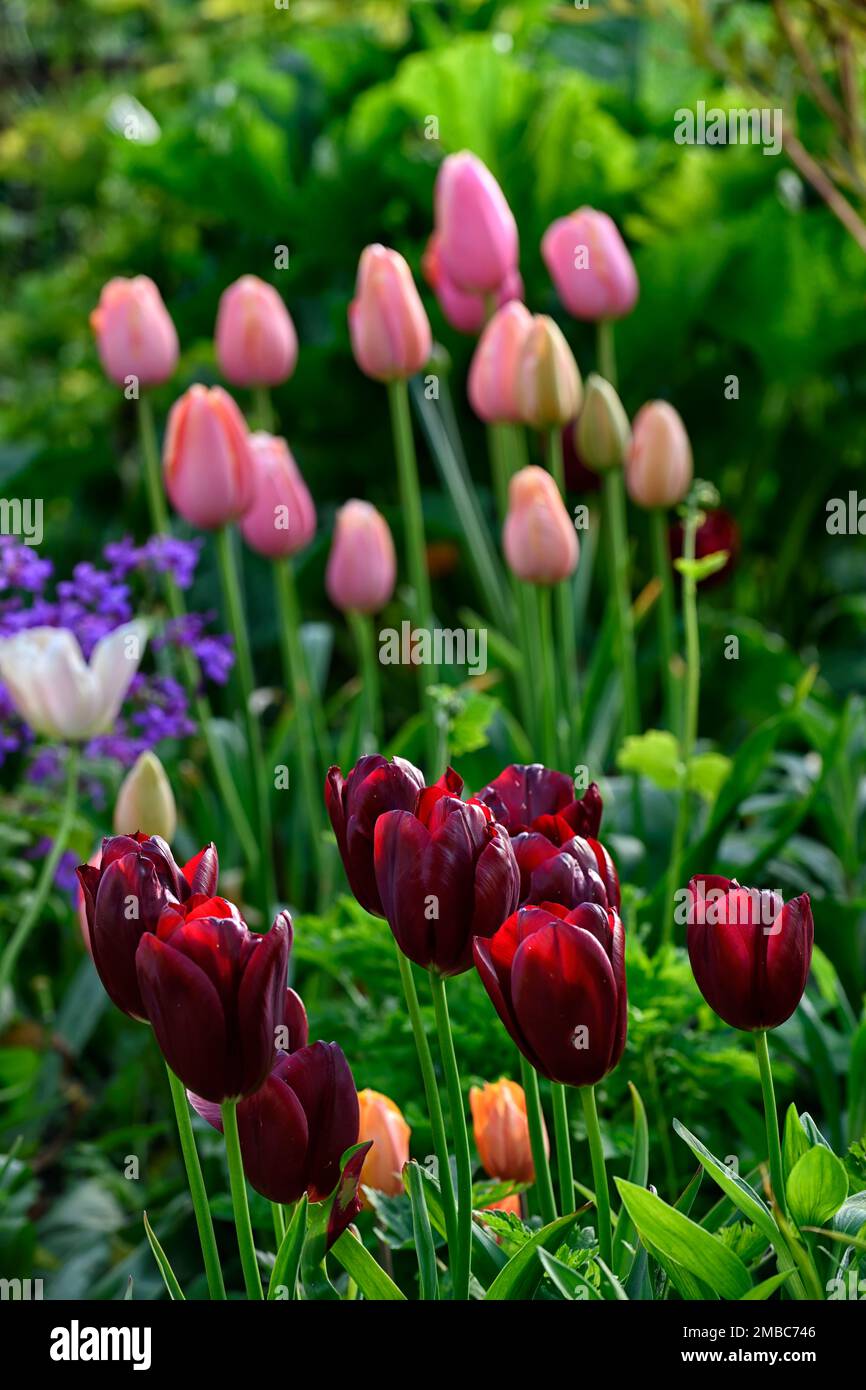 tulip salmon impression,tulipa salmon impression,salmon-apricot flowers,darwin hybrid,spring in the garden,RM Floral Stock Photo