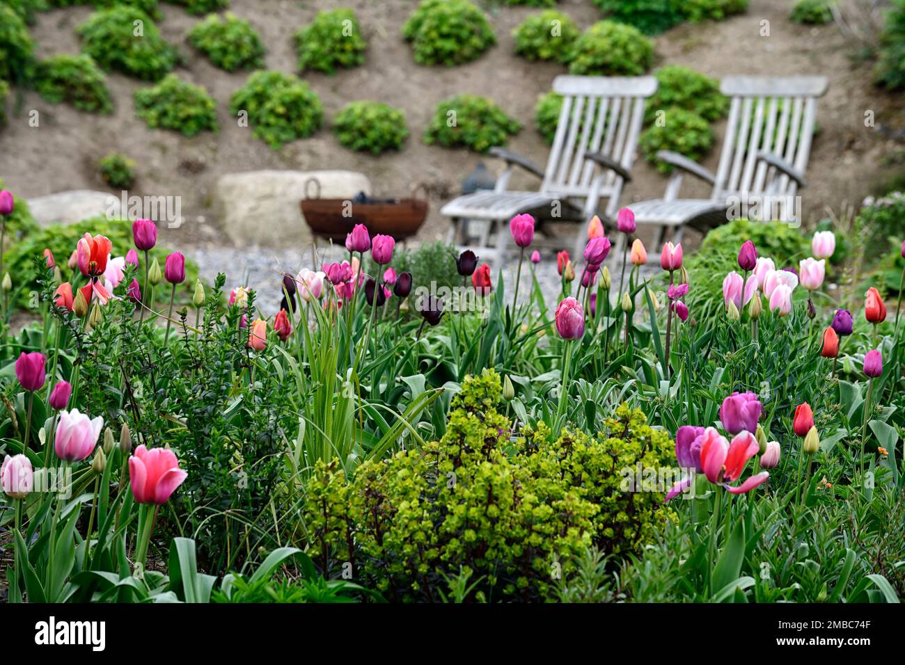 euphorbia amygdaloides purpurea,red pink tulips, tulip,tulips,dark,mix,mixed,combination,bed,border,gardens, spring,euphorbia and tulips,RM Floral Stock Photo
