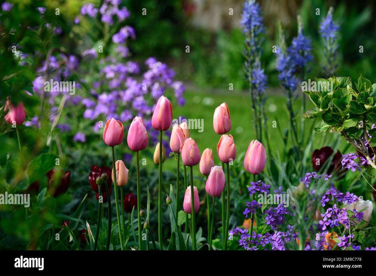 tulip salmon impression,tulipa salmon impression,salmon-apricot flowers,darwin hybrid,camassia and tulips,blue and pink tulips,spring in the garden,RM Stock Photo